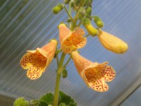 /album/fotogalerie-smithiantha/smithiantha-vivian-s-gift-jpg/